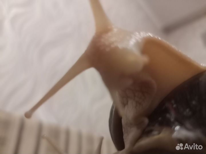 Улитки ахатины