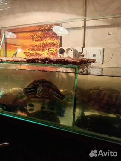 Две Красноухие черепахи с аквариумом бесплатно