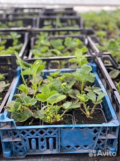 Саженцы ремонтантной клубники