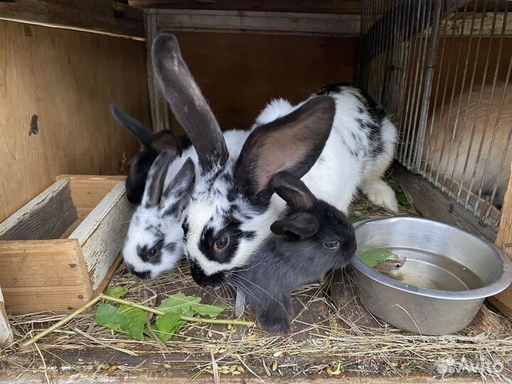 Кролики мясных пород великаны