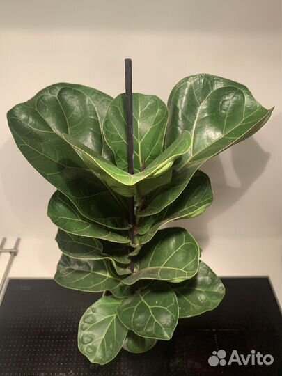 Фикус Лирата Бамбино