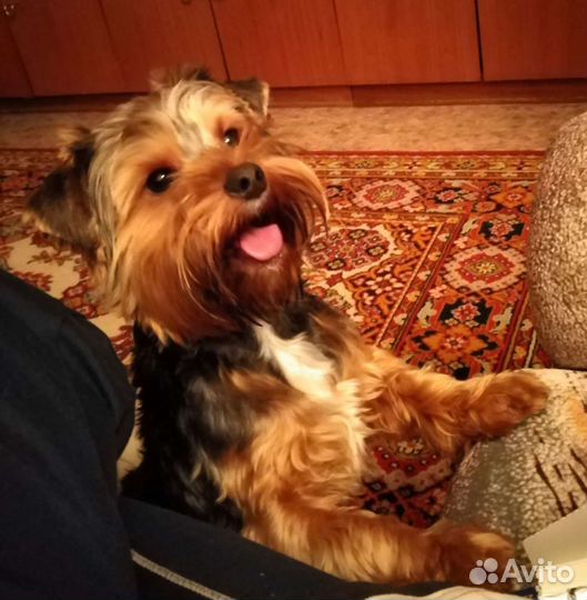 Йоркширский терьер вязка