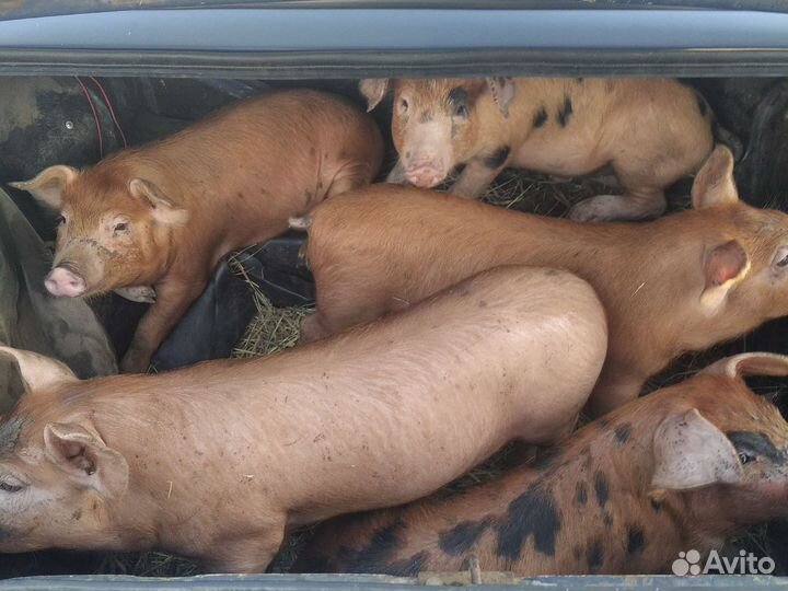 Поросята