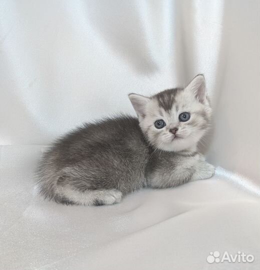 Британский котенок