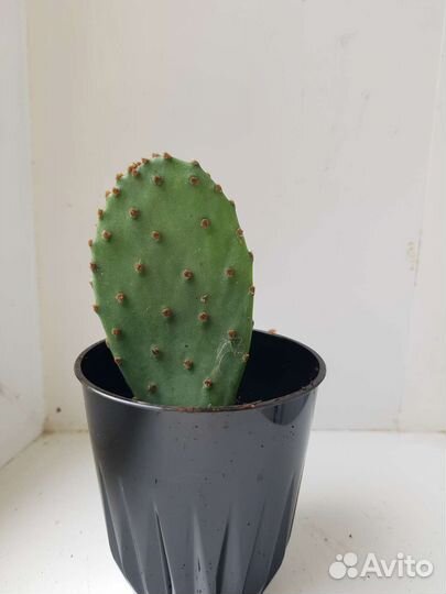 Кактус опунция