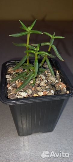 Красула тетрагона