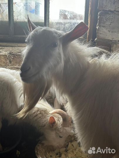 Козлы породистые
