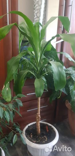 Продам цветы комнатные