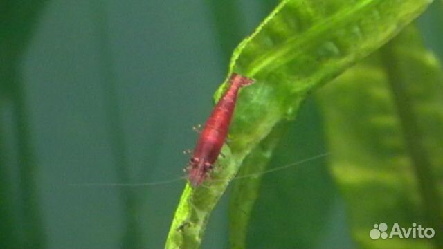 Креветки вишни