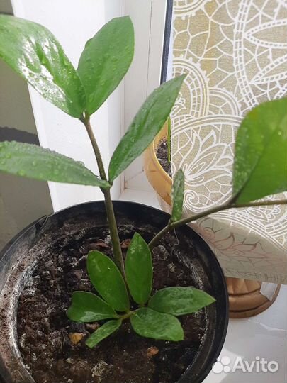 Продам цветочек денежное дерево