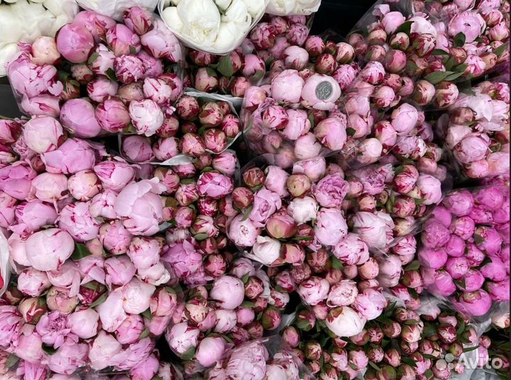 Пионы опт розница