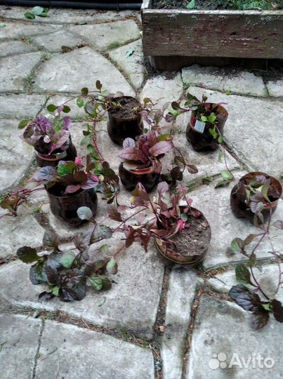 Почвокровные,ползучие, ракитник, флокс шиловидный