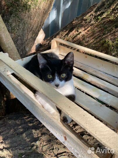 Кошка в дар