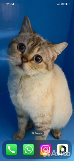 Британская кошечка в добрые руки