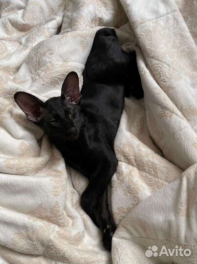 Вязка с Ориенталом