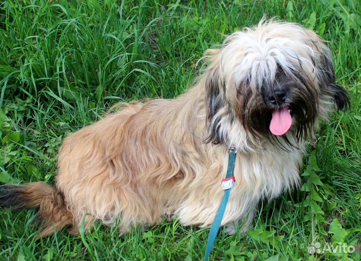 Метис ши-тцу в хорошие руки