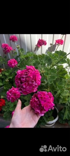 Пеларгония герань сортовая