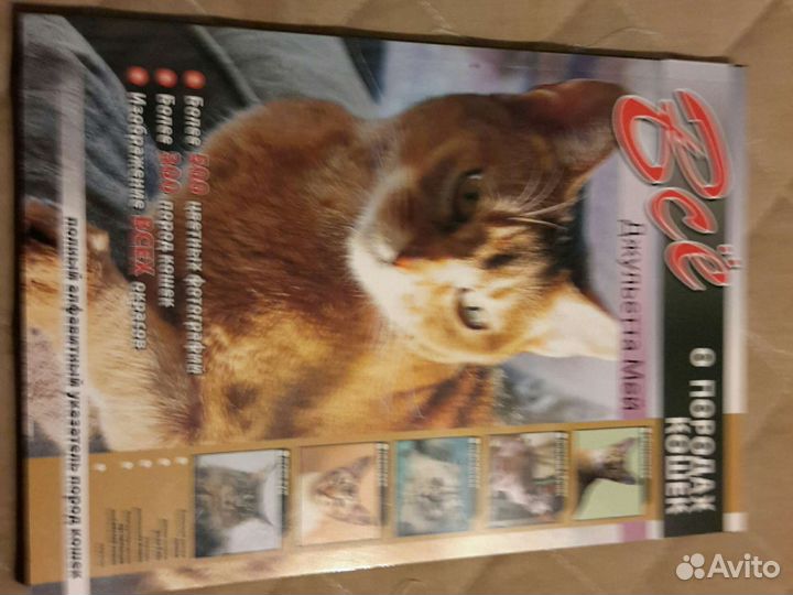 Все о породах кошек Джульетта Мей