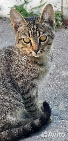 Котенок