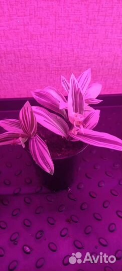 Традесканция