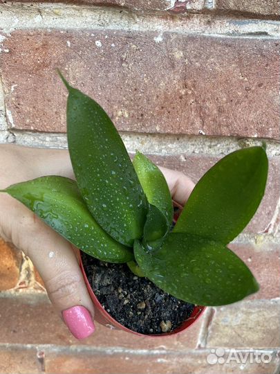 Сансевиерия сортовая