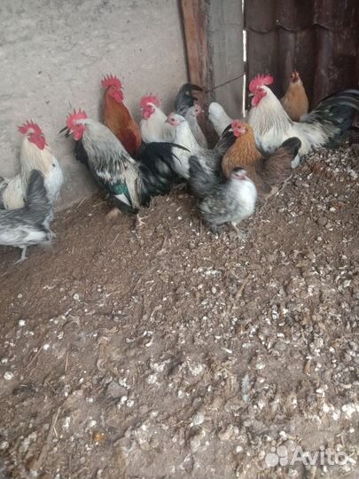 Куры петухи Карликовые
