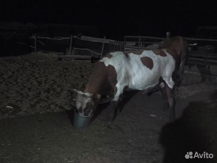 Телята бычки