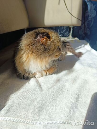 Кошка в дар