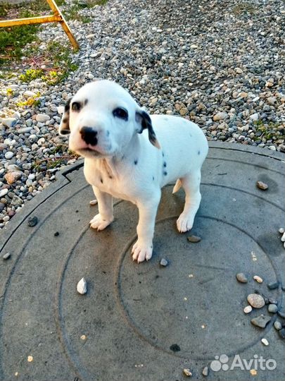 Щенки долматинца