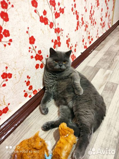 Британский кот. Вязка