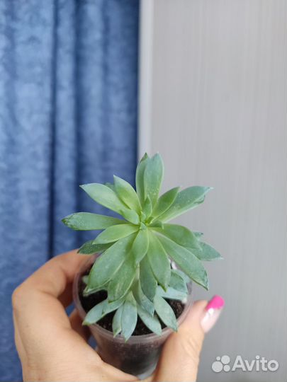 Кактусы и суккуленты