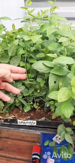 Саженцы голубики