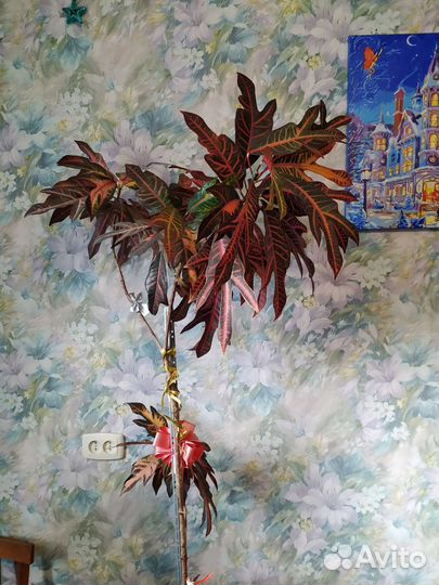 Кодиеум кротон