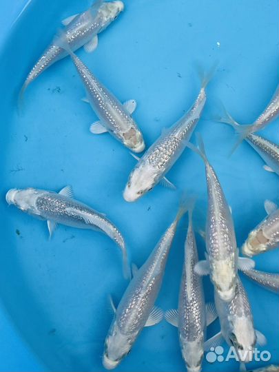 Карп кои малек