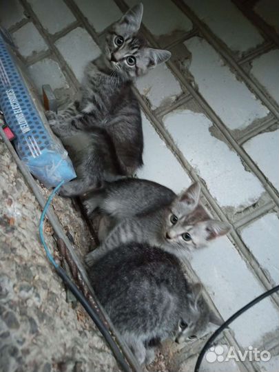 Кошки в добрые руки бесплатно