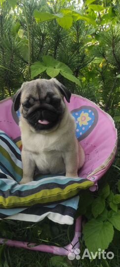 Щенки мопса