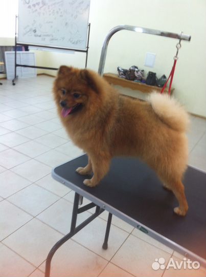 Стрижка собак и кошек