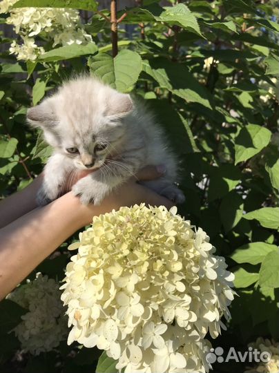 Котята, родились 3.08