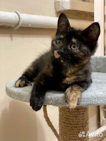 Котенок