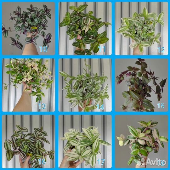 Традесканция