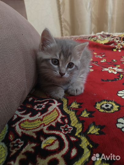 Котенок