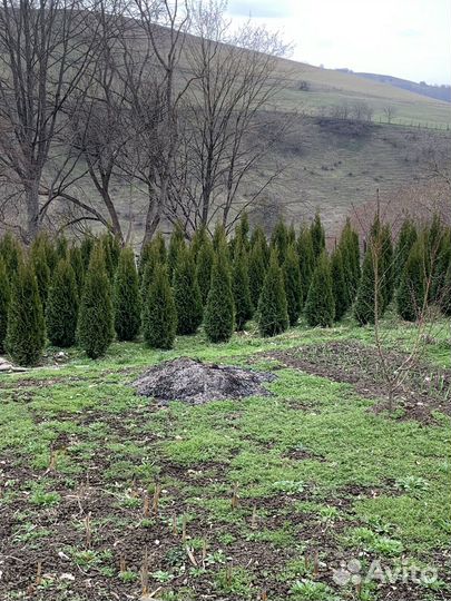 Озеленение и благоустройство