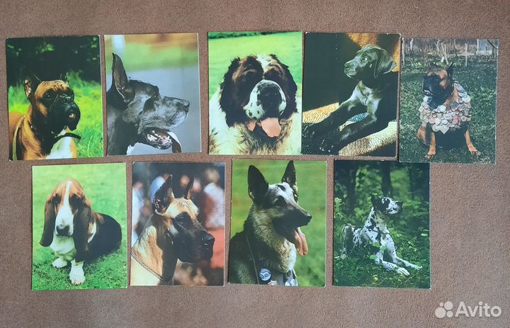 Календарики собаки/кошки/животные/растения/cccр