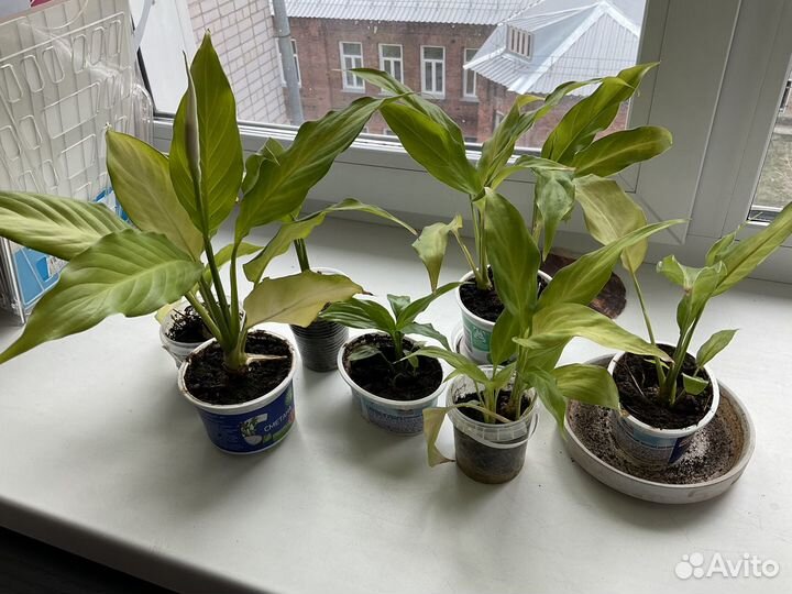 Спатифиллум Уоллиса (Spathiphyllum wallisii)