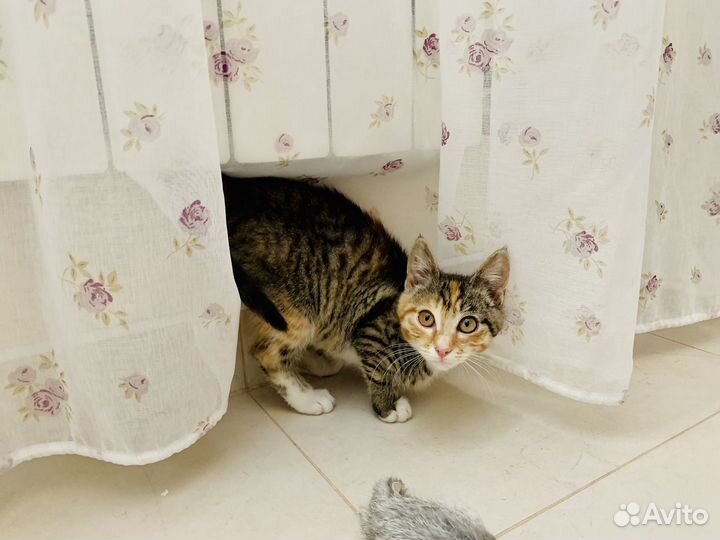 Котенок в добрые руки