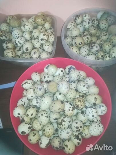 Яйца перепелиные инкубационное