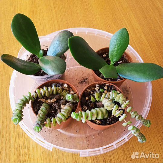 Суккуленты:Марнье и др