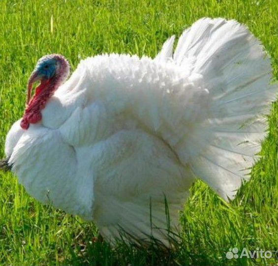 Продам индюков оптом