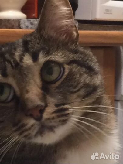 Телекот icat 13 pro max