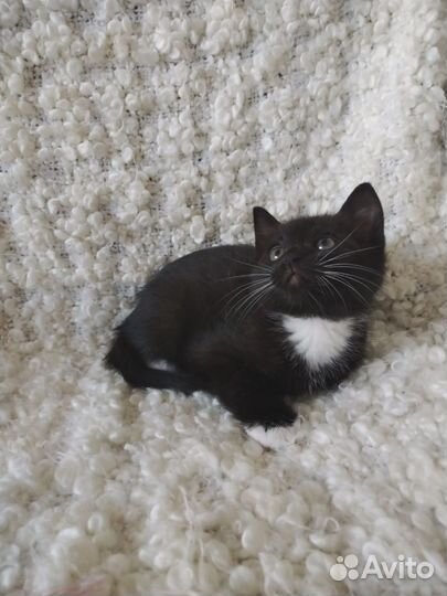 Котята разных окрасов